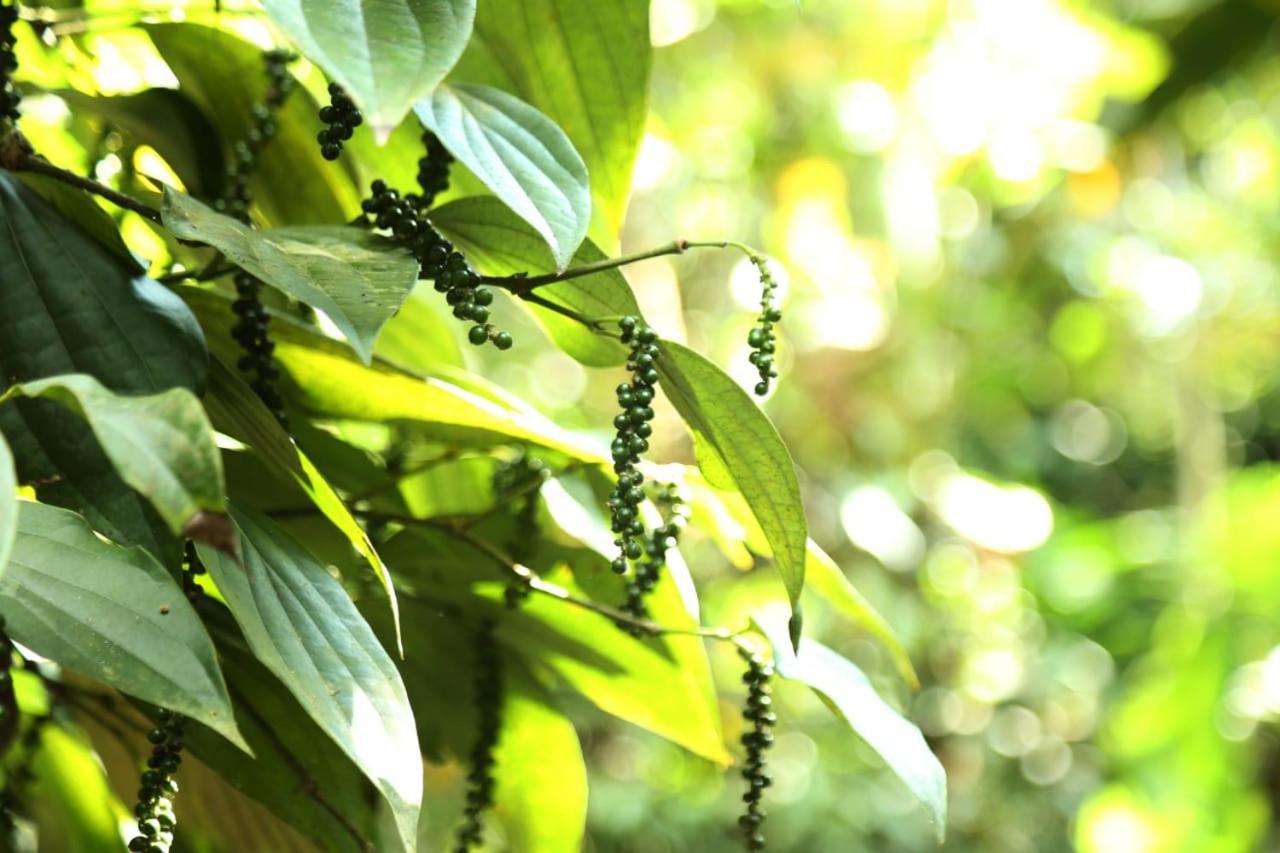 Loveshore Homestay Munnar Anachal Kültér fotó